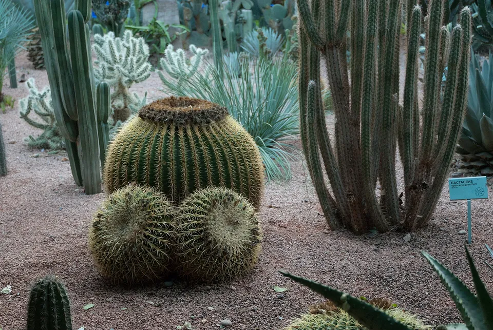 Jardin Majorelle
